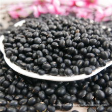 price of big Black beans for sale,6.5mm,HPS beans